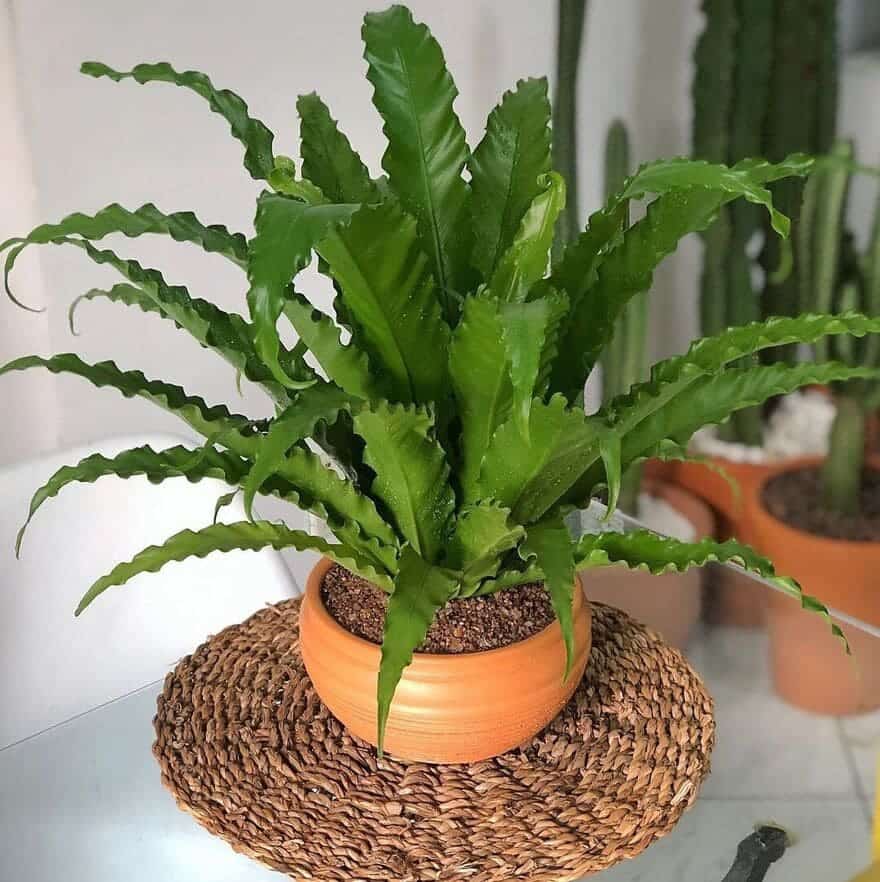 plantas decorativas para varanda