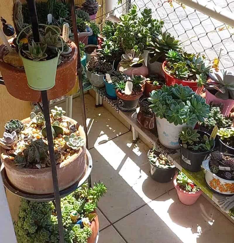 plantas decorativas para varanda 5