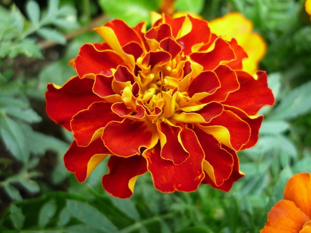 tagetes