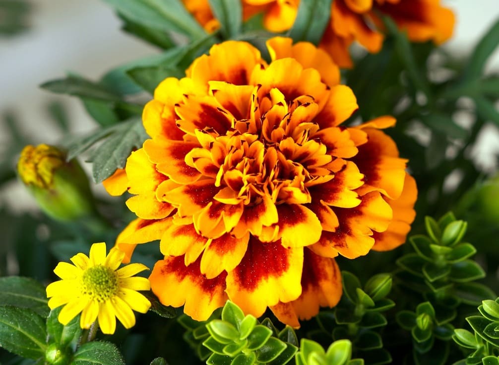 tagetes