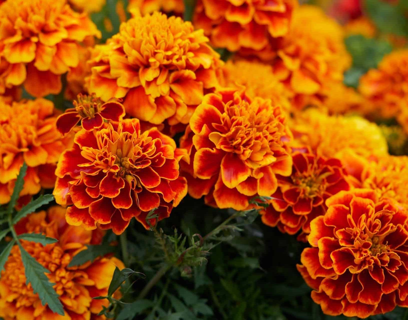 tagetes