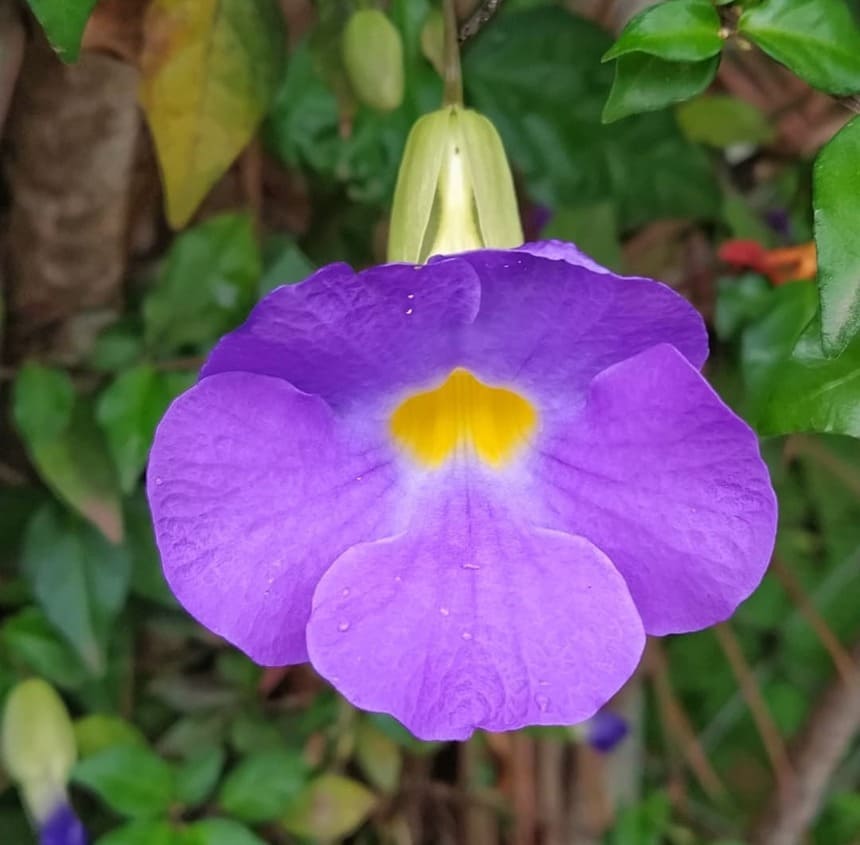 planta trepadeira com flores 