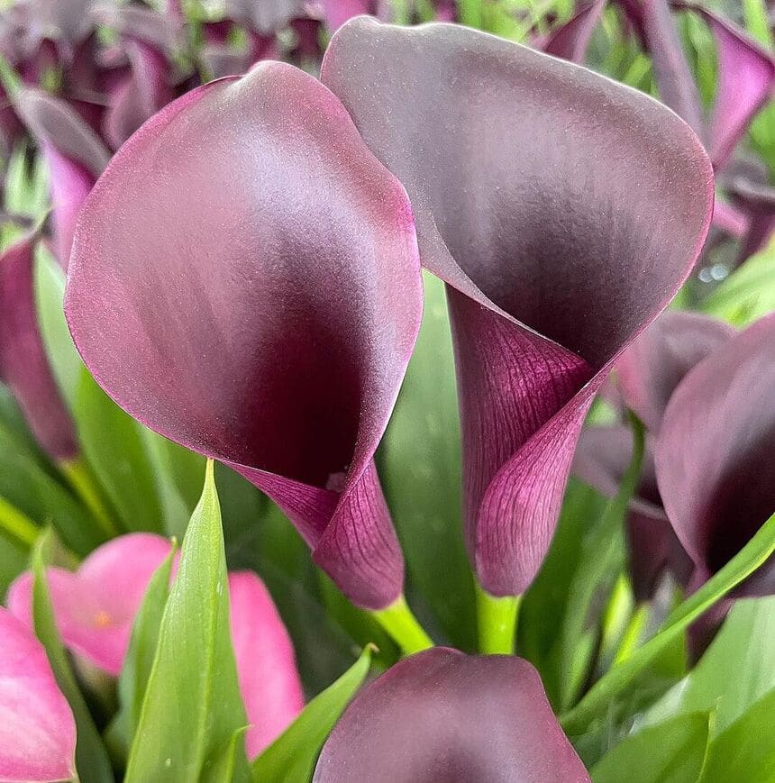 Zantedeschia 