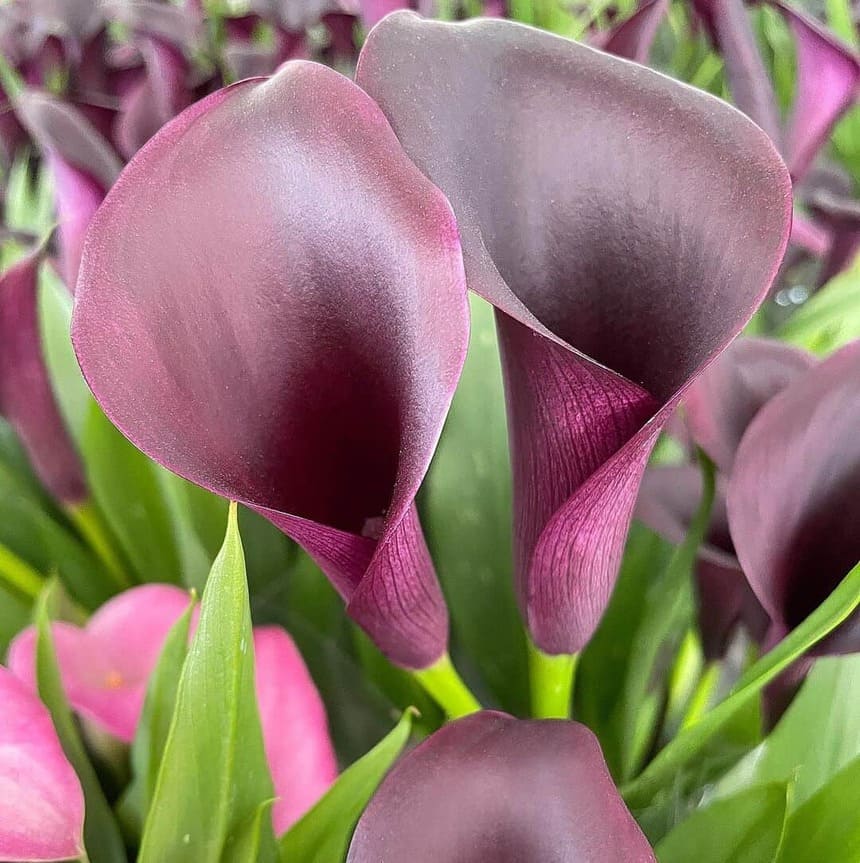 zantedeschia 3