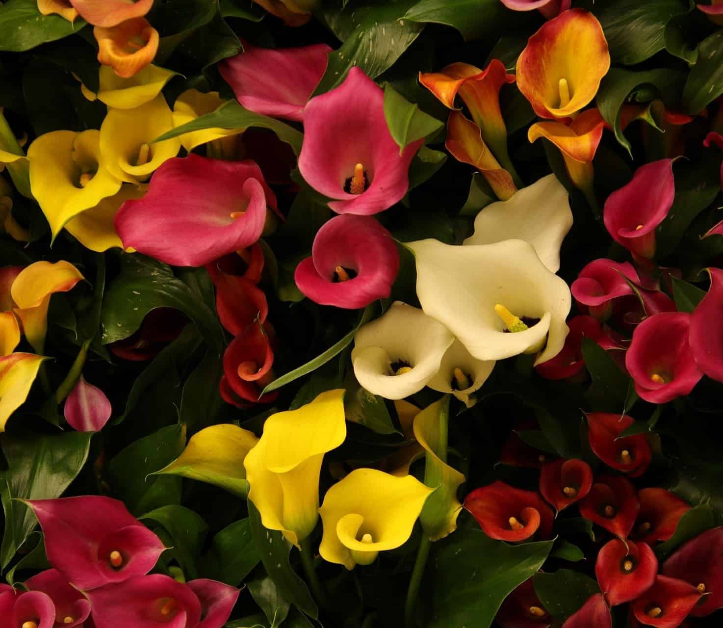 zantedeschia