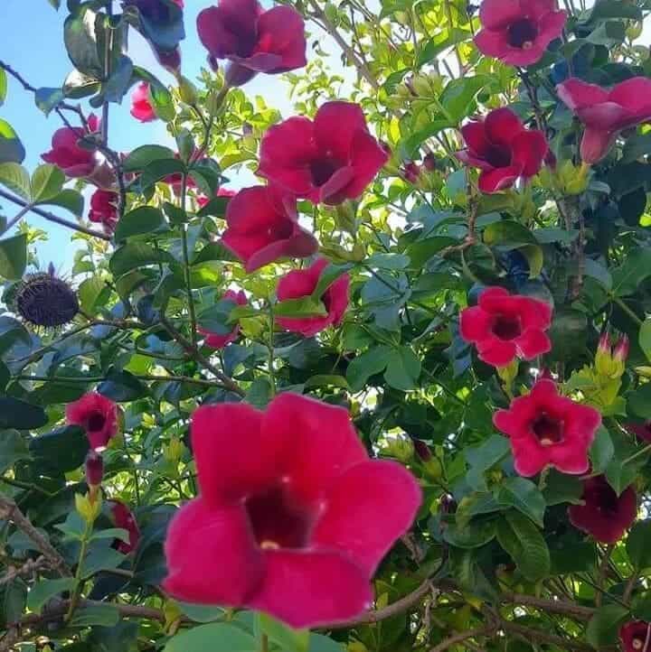 planta trepadeira com flores 