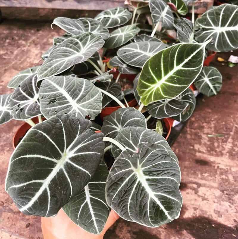 alocasia black