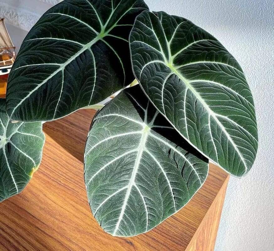 alocasia black