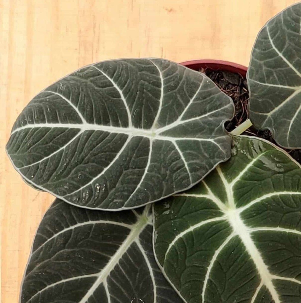 alocasia black