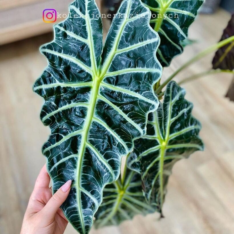 alocasia polly