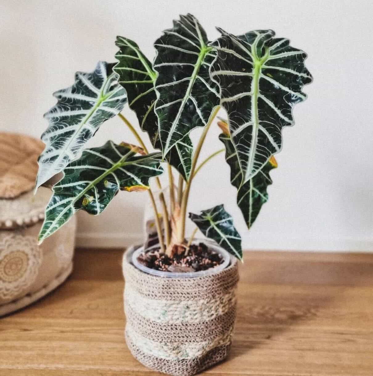 alocasia polly