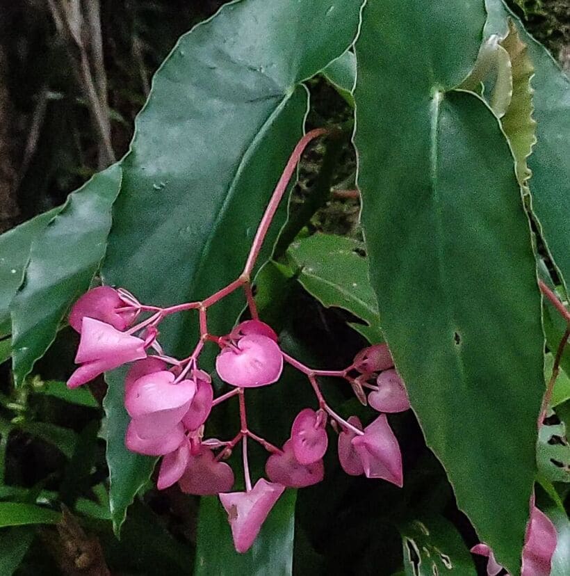 begonia asa de anjo