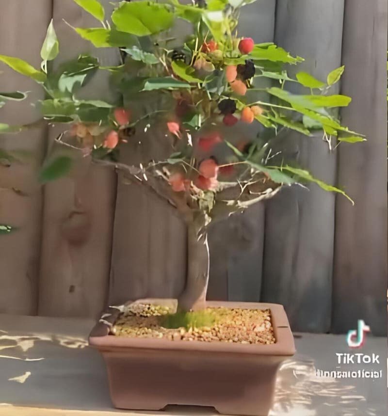 bonsai de amorinha