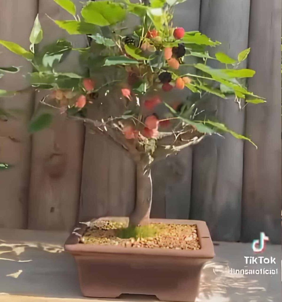 bonsai de amorinha capa