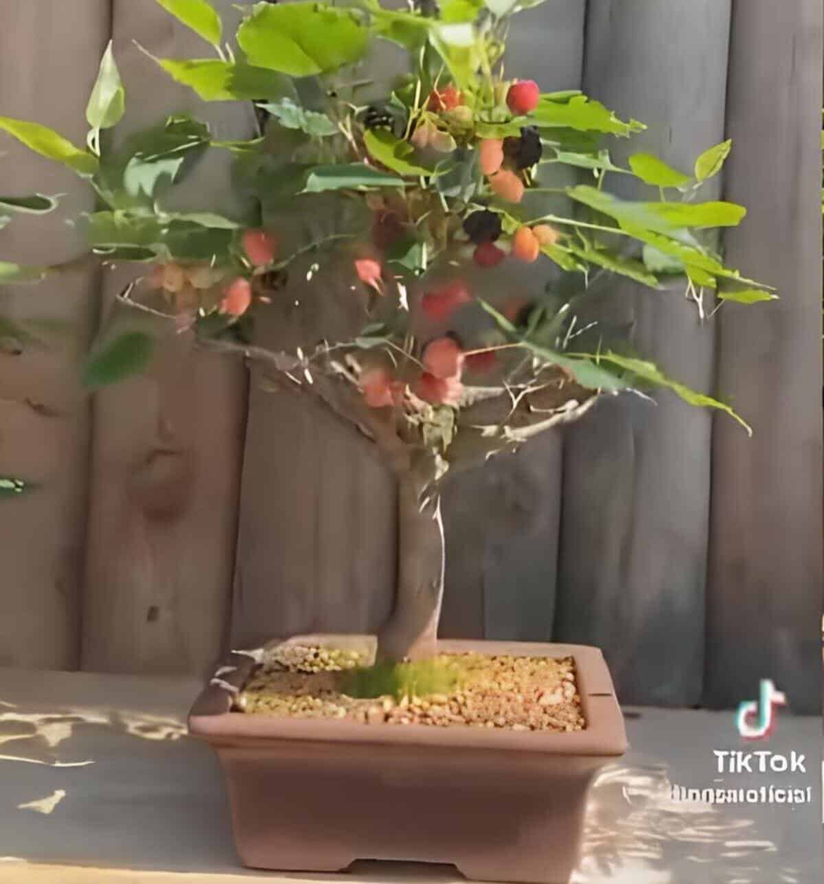 bonsai de amorinha capa