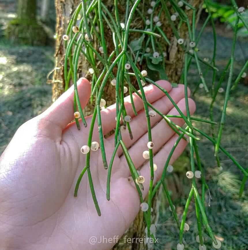 cacto-macarrão - rhipsalis