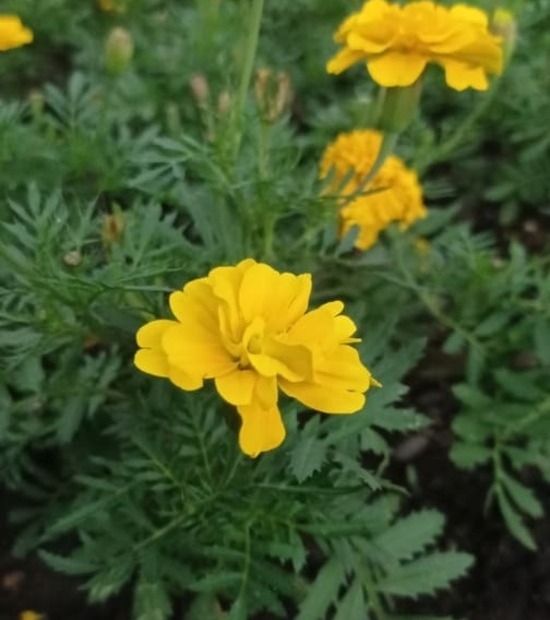 cravo de defunto tagetes erecta 1