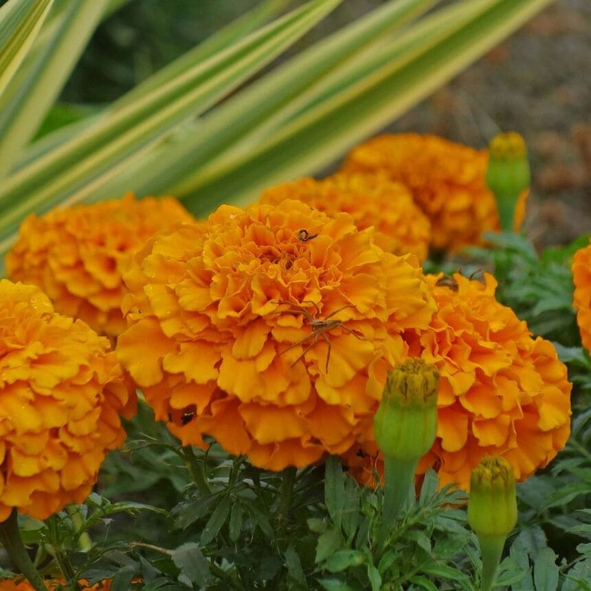 cravo de defunto tagetes erecta 2