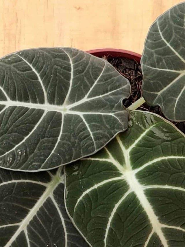 alocasia black