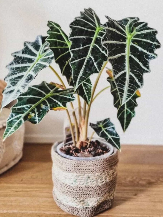 alocasia polly