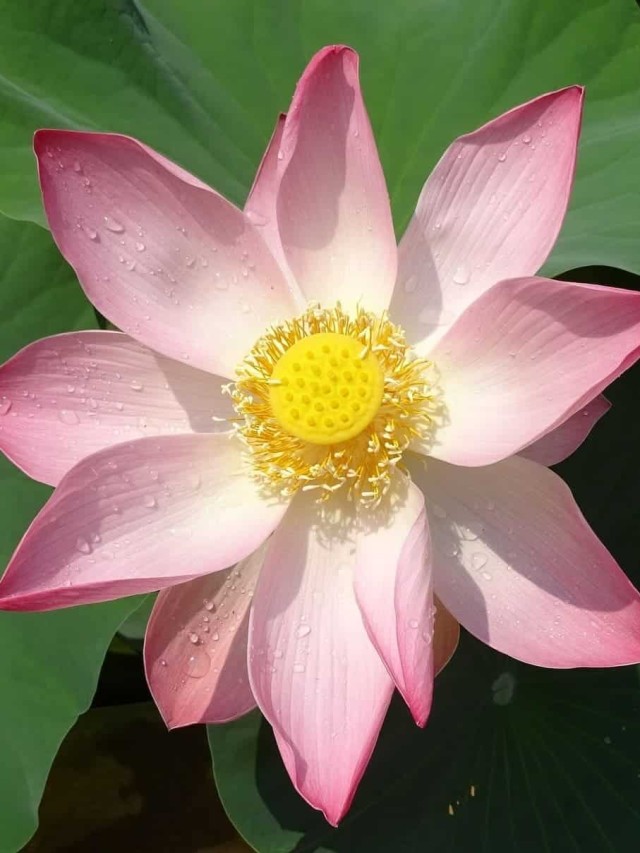 flor de lotus