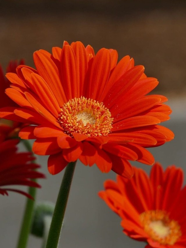 Gerbera jamesonii