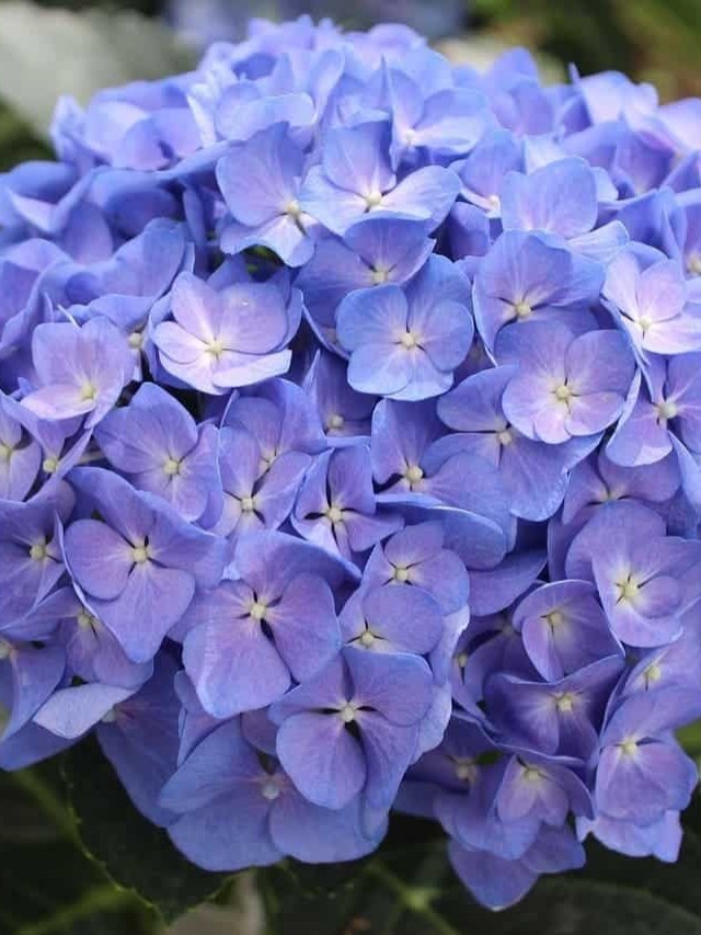 cropped-hortensia-1.jpg