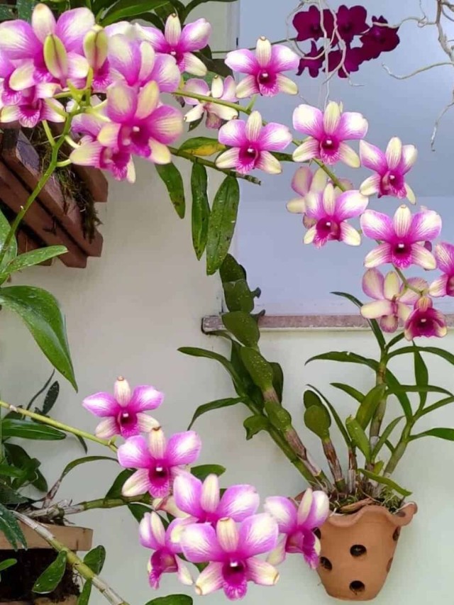 orquidea denphal