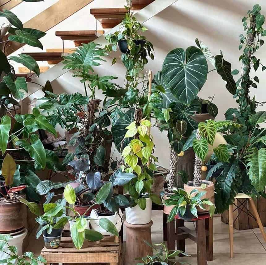 filodendros plantas para ter em casa 1