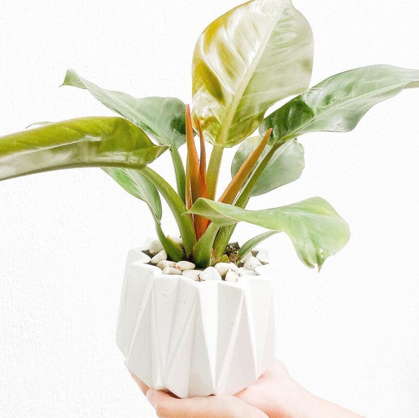 plantas para ter em casa