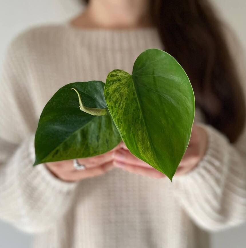 filodendros plantas para ter em casa 3