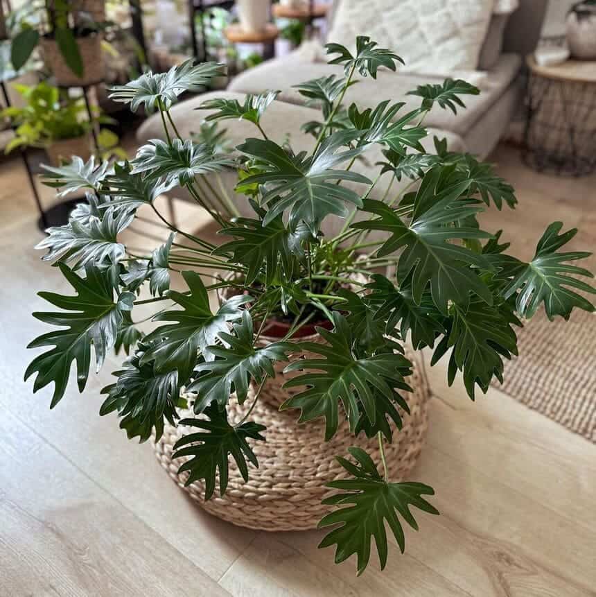 filodendros plantas para ter em casa 4