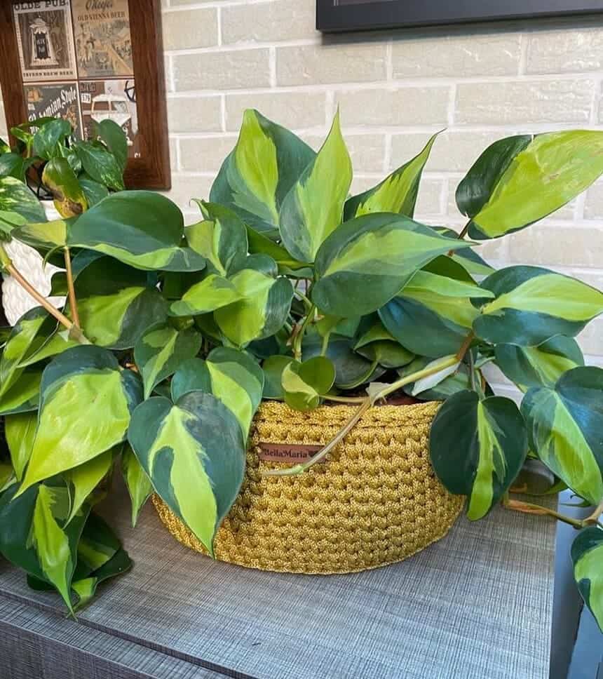 filodendros plantas para ter em casa 6