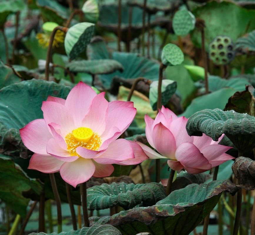 flor de lotus