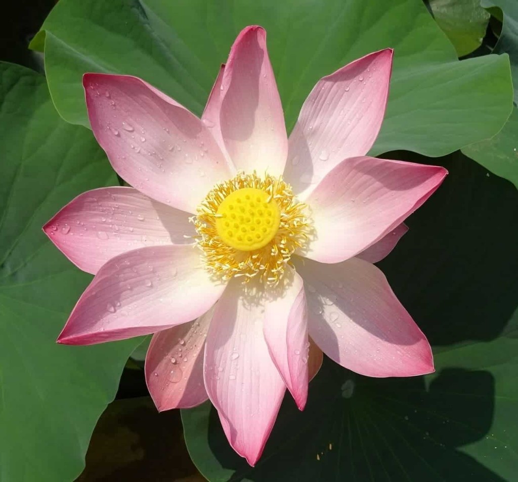 flor de lotus