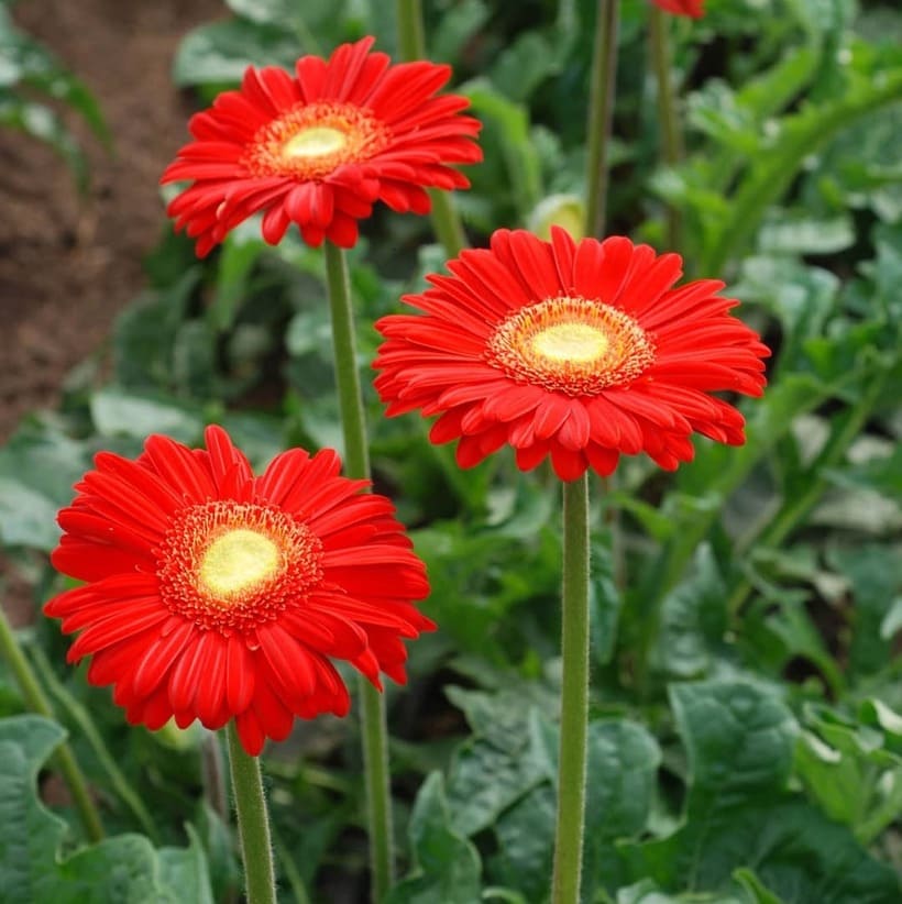 gerbera jamesonii 1