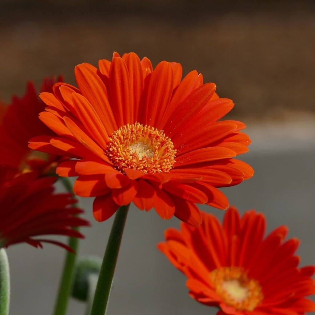 Gerbera jamesonii