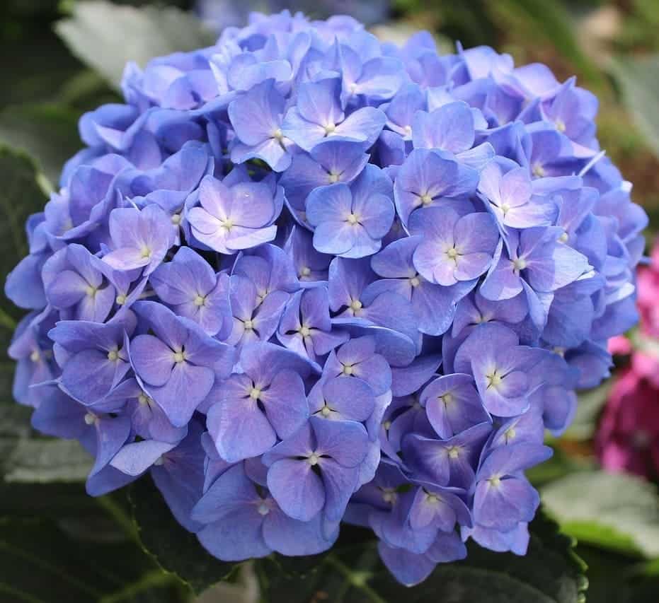 hortensia