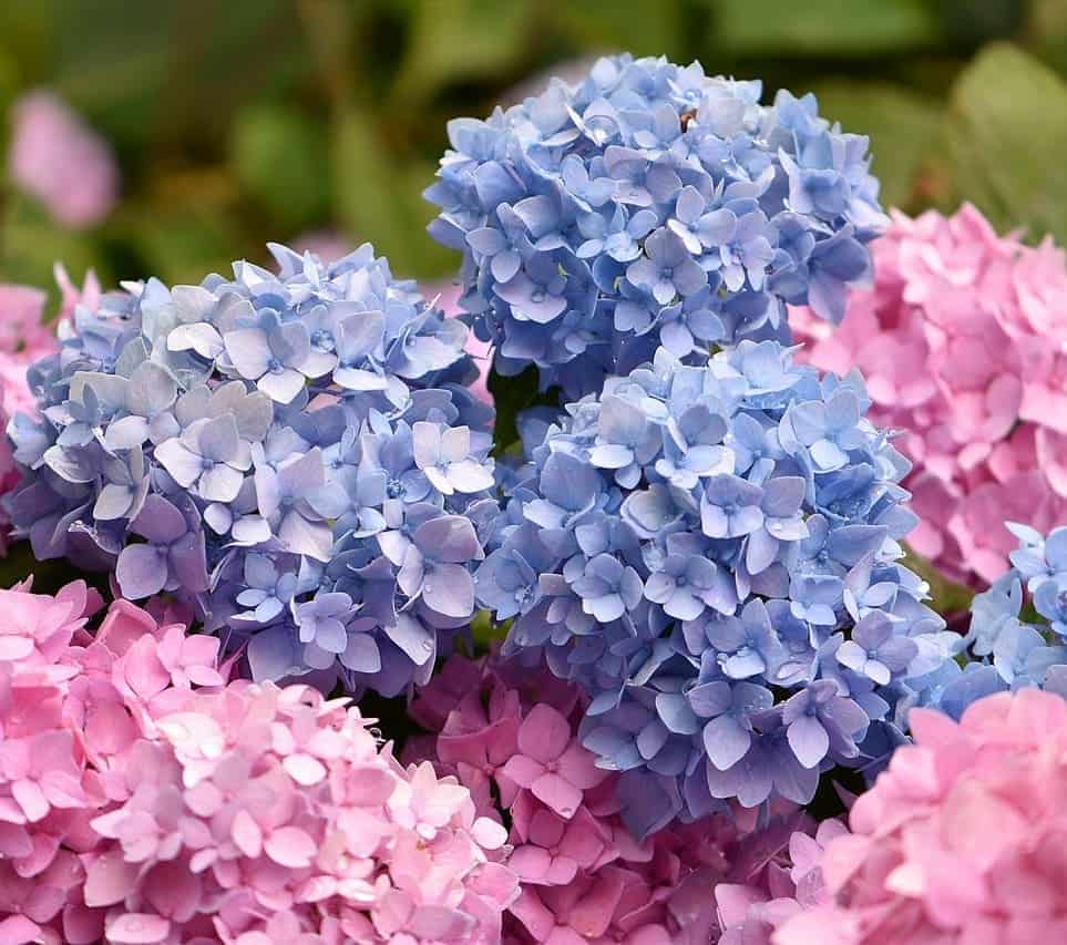 hortensia