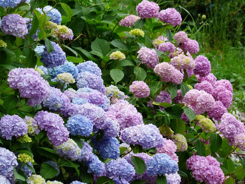 hortensia