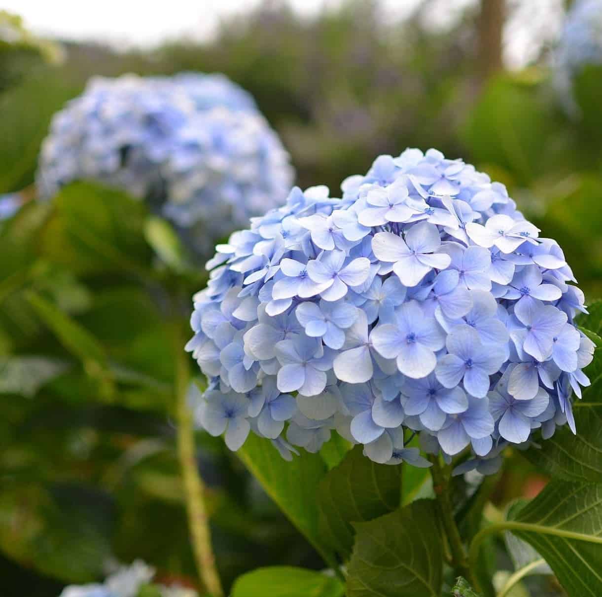 hortensia