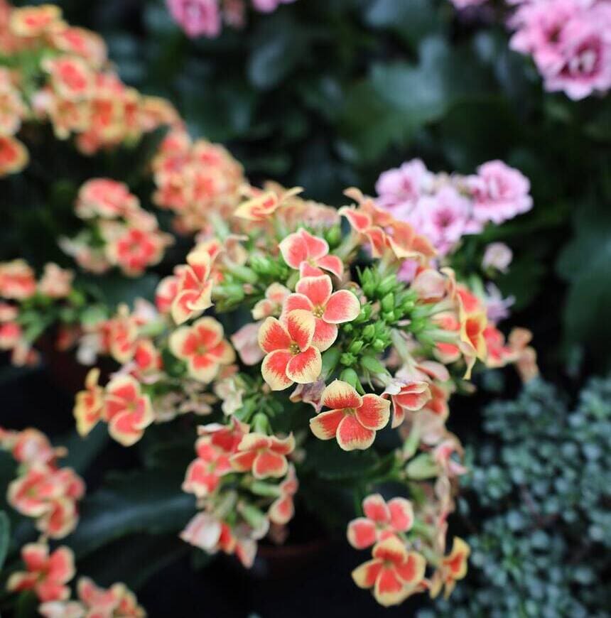 Kalanchoe blossfeldiana