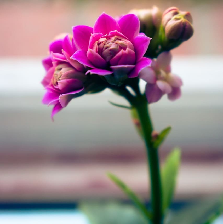 kalanchoe blossfeldiana 2