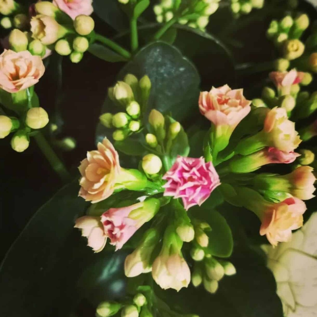 kalanchoe blossfeldiana - Qual é o significado da flor da fortuna?