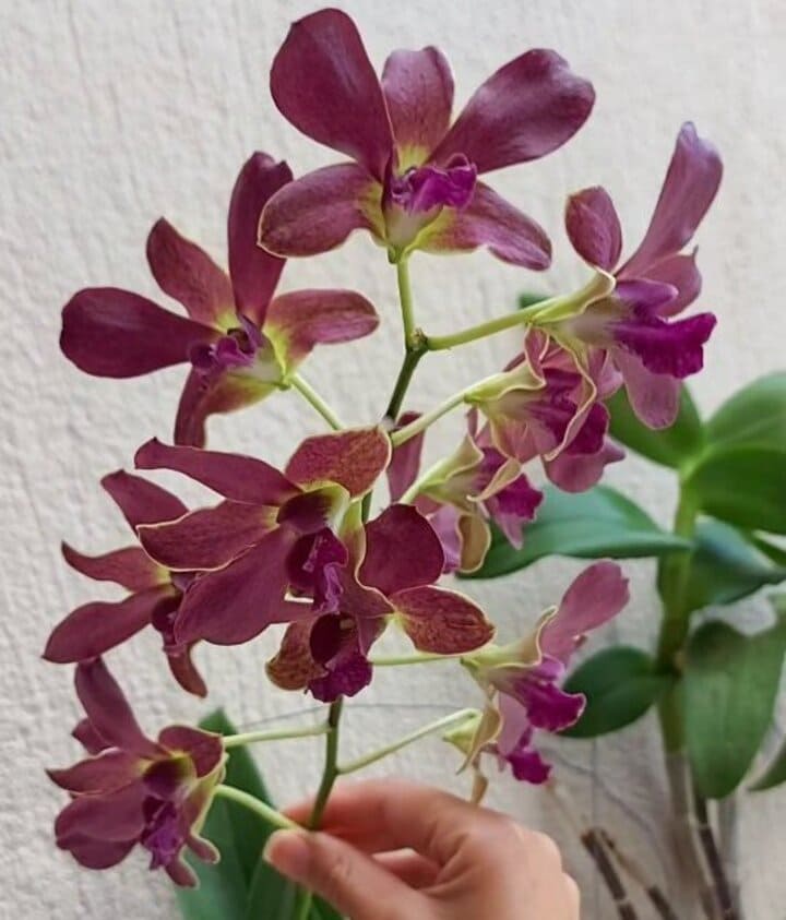 Orquidea denphal