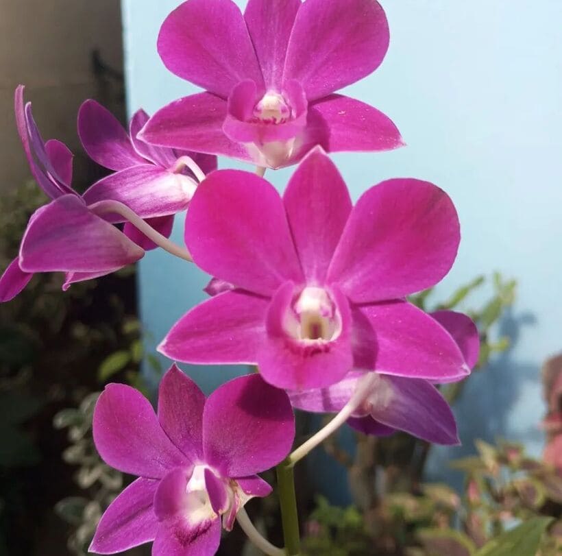 orquidea denphal