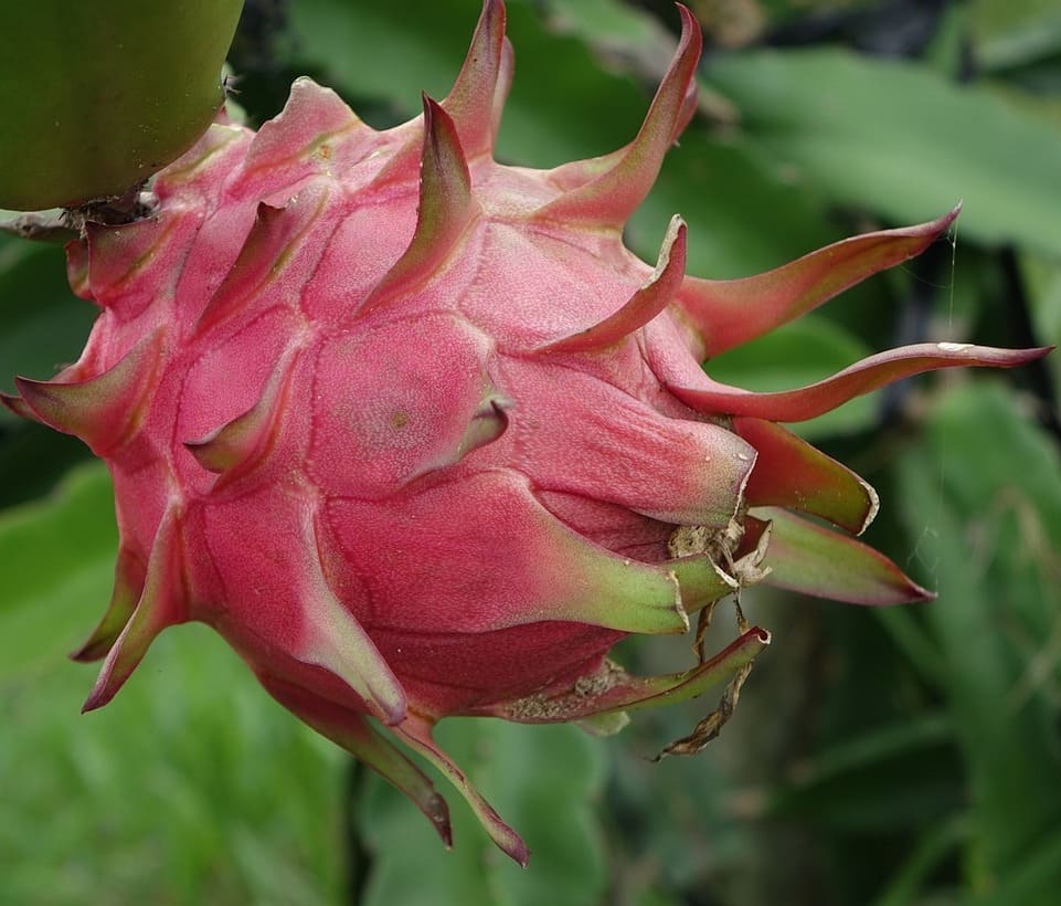 pitaya