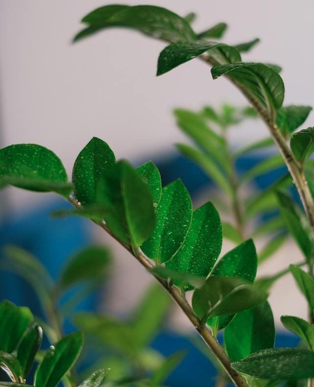 planta zamioculca como cuidar