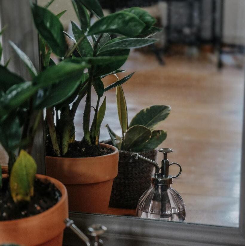 As 7 Melhores Plantas para Cultivar Dentro do Apartamento