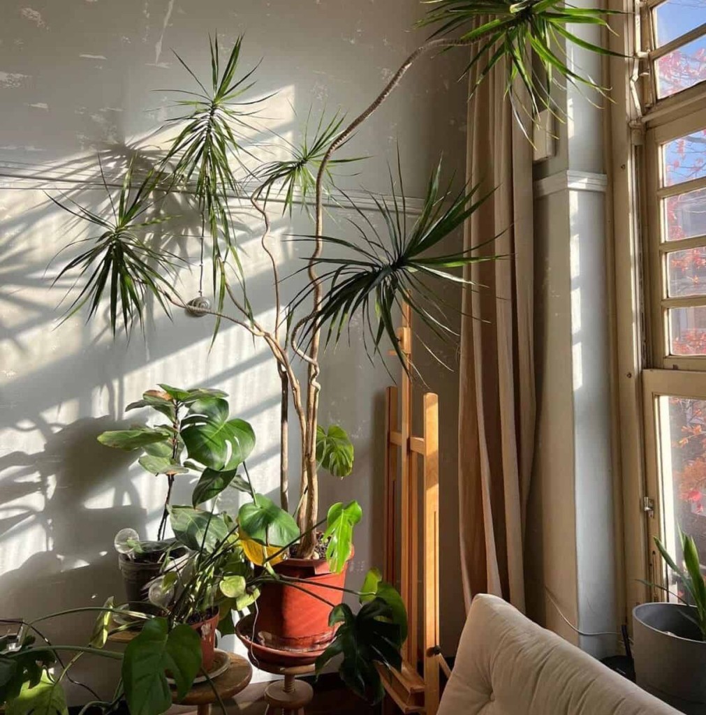 plantas grandes para sala